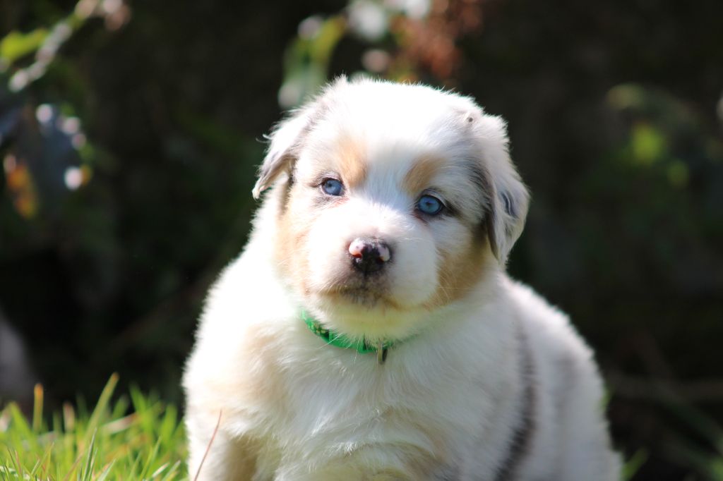 White Snow Sheperds - Chiots disponibles - Berger Australien