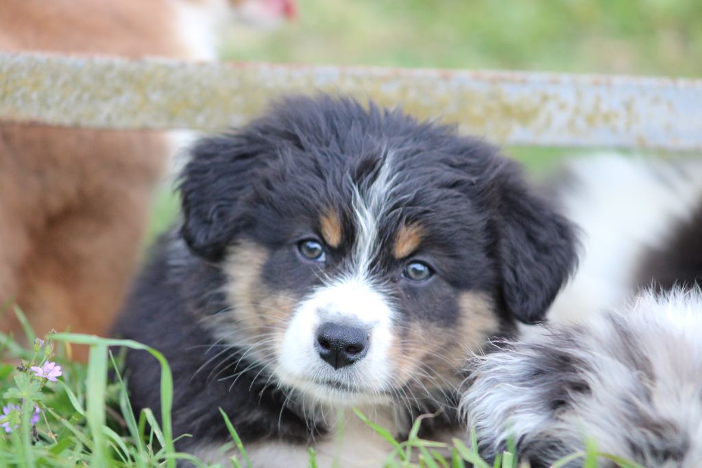 White Snow Sheperds - Chiots disponibles - Berger Australien