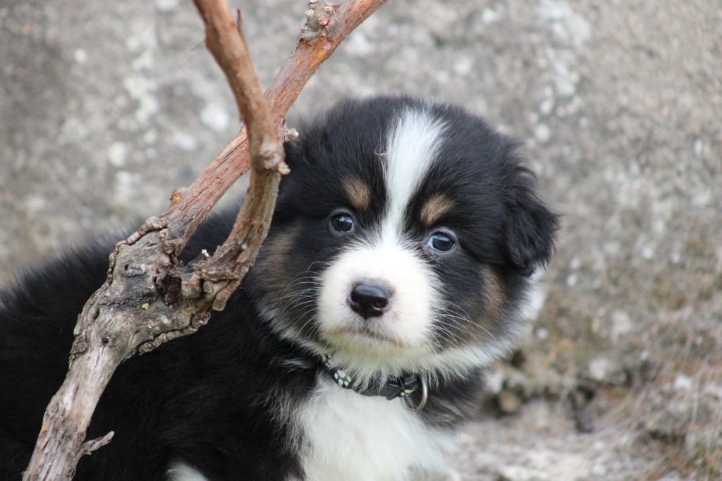 White Snow Sheperds - Chiots disponibles - Berger Australien