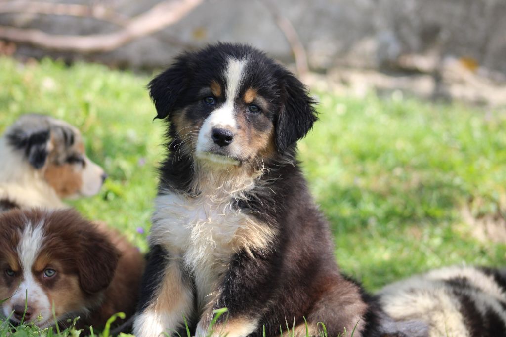 White Snow Sheperds - Chiots disponibles - Berger Australien